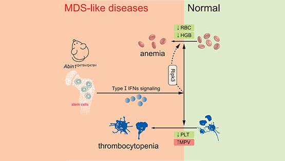 營(yíng)養與健康所章海兵研究組合作揭示ABIN1蛋白通過(guò)I-型干擾素信號調控造血系統發(fā)育疾病的新機制